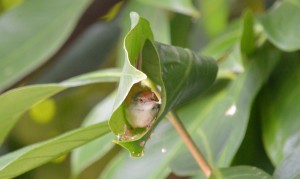 It took several days of patient waiting to get sequences of this tiny bird building her house