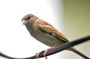 House sparrow (2)