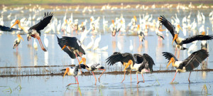 Painted Storks
