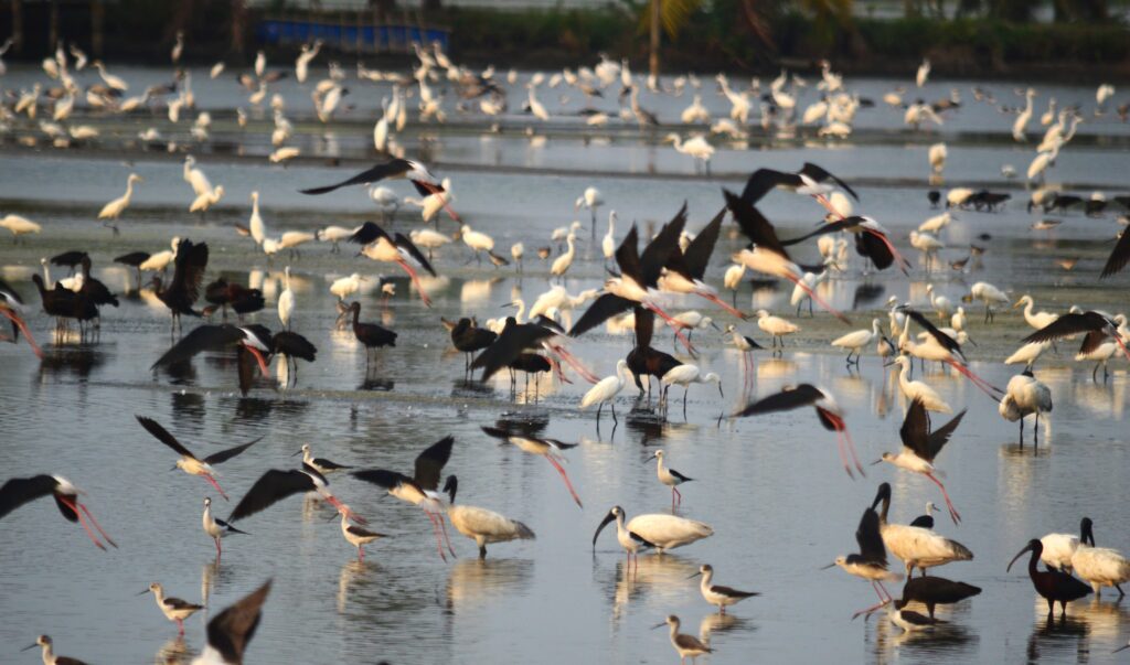 Glossy ibis, black headed ibis, black winged stilts
